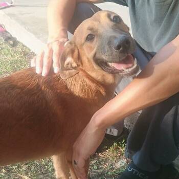 Coco -  Labrador Retriever Dog for Adoption in Austin, Texas - Coco | PetCurious