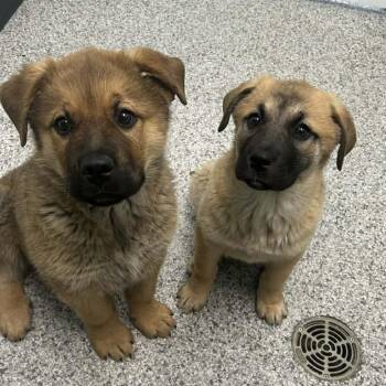 Mixed Breed Dogs Available for Adoption in Clavet, Saskatchewan - Dot | PetCurious