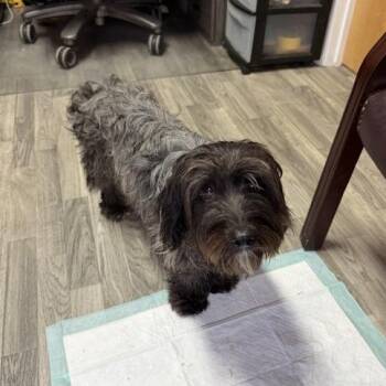 Darcy -  Shih Tzu and Schnauzer Dog for Adoption in Carencro, Louisiana - Darcy | PetCurious