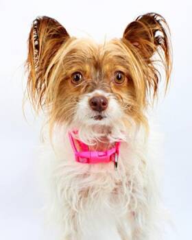 Raspberry -  Papillon and Yorkshire Terrier Dog for Adoption in Morton Grove, Illinois - Raspberry | PetCurious