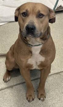 American Staffordshire Terrier and Mixed Breed Dogs Available for Adoption in Tallahassee, Florida - MR.HANDSOME | PetCurious