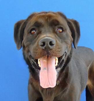 PANTHER -  Labrador Retriever Dog for Adoption in Pasadena, California - PANTHER | PetCurious