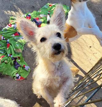 Rescue West Highland White Terrier Westie and Miniature Poodle Dogs for Adoption in Athens, Alabama - Neeve | PetCurious