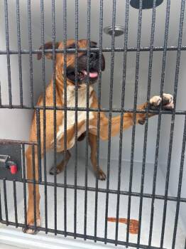 Scout -  American Bulldog Dog for Adoption in Mobile, Alabama - Scout | PetCurious
