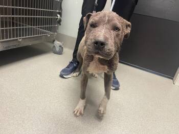 Slate -  Pit Bull Terrier Dog for Adoption in Dickson, Tennessee - Slate | PetCurious