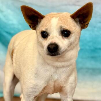 Chihuahua and Terrier Dogs Available for Adoption - Stanley | PetCurious