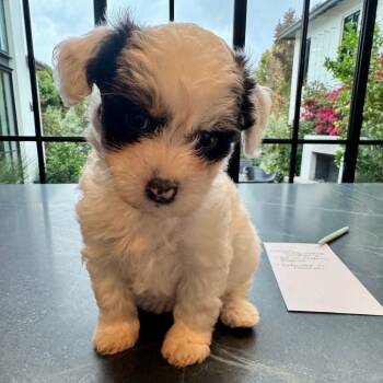 Rescue Wirehaired Dachshund and Spaniel Dogs for Adoption in Sonoma, California - Pixie | PetCurious