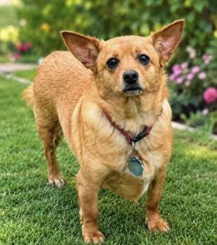 Rose -  Chihuahua Dog for Adoption in Lucas, Texas - Rose | PetCurious