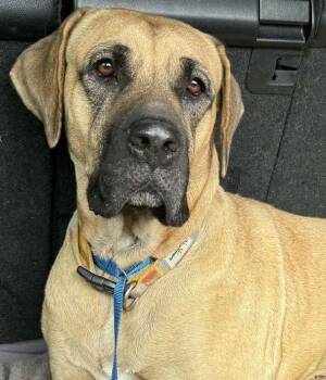 Rescue Cane Corso Dogs for Adoption in Larkspur, Colorado - Sila | PetCurious