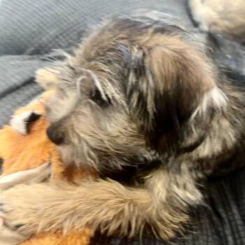 Lilibet (Benefactor Puppy) -  Yorkshire Terrier and Miniature Schnauzer Dog for Adoption in New Orleans, Louisiana - Lilibet (Benefactor Puppy) | PetCurious