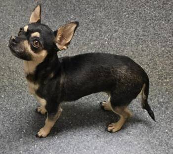 Chihuahua and Mixed Breed Dogs Available for Adoption in Roseville, California - Heidi | PetCurious