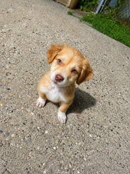 Mixed Breed Dogs Available for Adoption in Kenosha, Wisconsin - Honey | PetCurious