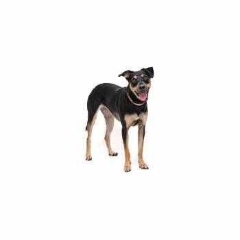 Dashy -  Mixed Breed Dog for Adoption in Los Angeles, California - Dashy | PetCurious