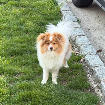 Cindy -  Mixed Breed Dog for Adoption in New York, New York - Cindy | PetCurious