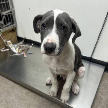 Joe Bro -  Pit Bull Terrier Dog Available for Adoption in Birmingham, Alabama - Joe Bro | PetCurious