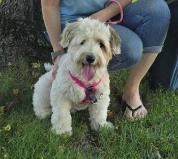 Penny -  Poodle and Mixed Breed Dog for Adoption in Morton Grove, Illinois - Penny | PetCurious