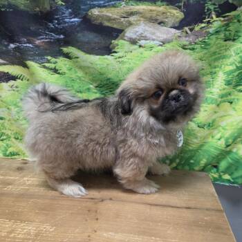 Brian -  Pekingese Dog for Adoption in Normal, Illinois - Brian | PetCurious