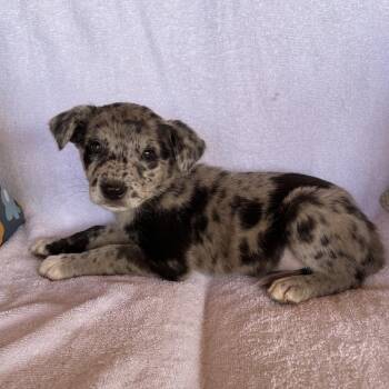 Berry -  Catahoula Leopard Dog Dog for Adoption in Tucson, Arizona - Berry | PetCurious