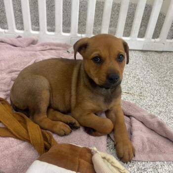 PENNZOIL -  Mixed Breed Dog for Adoption in Richmond, California - PENNZOIL | PetCurious