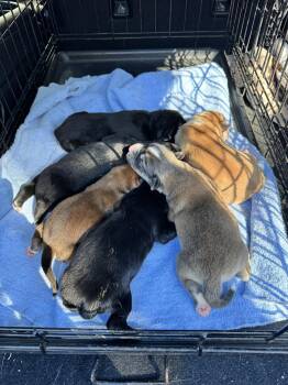 Spitz and Shepherd Dogs Available for Adoption in Sanford, Florida - Sunshine FH | PetCurious