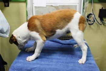 Border Collie and Mixed Breed Dogs Available for Adoption in Picayune, Mississippi - Zayla | PetCurious