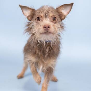 Terrier Dogs Available for Adoption in Portland, Oregon - Coral | PetCurious