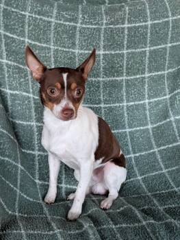 Scott -  Miniature Pinscher and Chihuahua Dog for Adoption in Baton Rouge, Louisiana - Scott | PetCurious