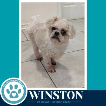 Winston 100326 -  Shih Tzu Dog for Adoption in Kimberton, Pennsylvania - Winston 100326 | PetCurious