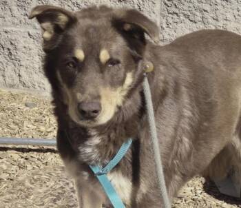 Husky and Mixed Breed Dogs Available for Adoption in Albuquerque, New Mexico - PIRATE | PetCurious