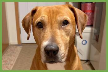 Labrador Retriever and Pit Bull Terrier Dogs Available for Adoption - Nala | PetCurious