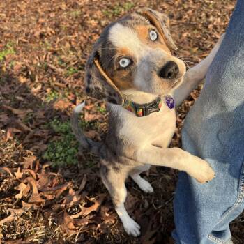 Australian Shepherd and Catahoula Leopard Dog Dogs Available for Adoption - PEACH | PetCurious