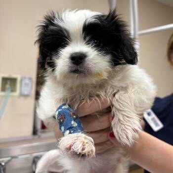 Chispa -  Shih Tzu Dog for Adoption in Reno, Nevada - Chispa | PetCurious