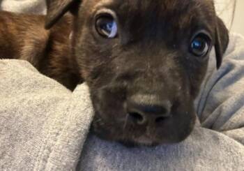 Pit Bull Terrier Dogs Available for Adoption - Sue (12 Weeks Old) | PetCurious