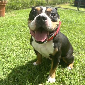 Gabby Fox -  English Bulldog and Mixed Breed Dog for Adoption in Keaau, Hawaii - Gabby Fox | PetCurious