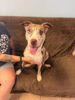 Luna -  Pit Bull Terrier Dog for Adoption in Marion, Ohio - Luna | PetCurious