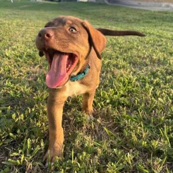 Rescue Labrador Retriever Dogs for Adoption in Saint George, Vermont - Dolly | PetCurious