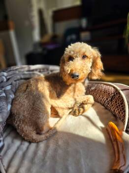Goldendoodle Dogs Available for Adoption - PENELOPE   $425 | PetCurious