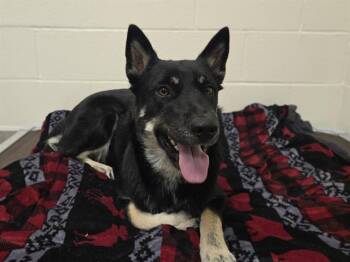 SARAH -  Siberian Husky Dog for Adoption in Auburn, California - SARAH | PetCurious