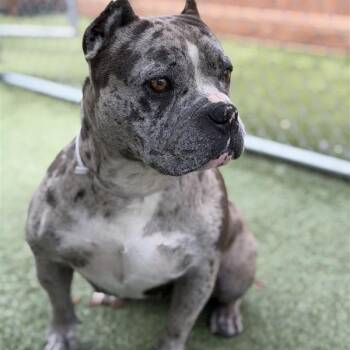 Madea -  English Bulldog and Mixed Breed Dog for Adoption in Hawthorne, California - Madea | PetCurious