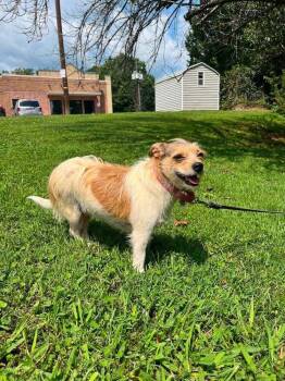 Layla -  Terrier Dog for Adoption in Candler, North Carolina - Layla | PetCurious