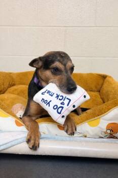 Chihuahua and Terrier Dogs Available for Adoption - BARKUS | PetCurious