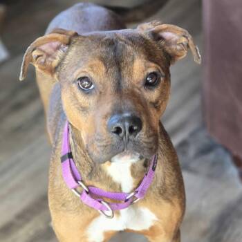 Labrador Retriever Dogs Available for Adoption - Penelope | PetCurious