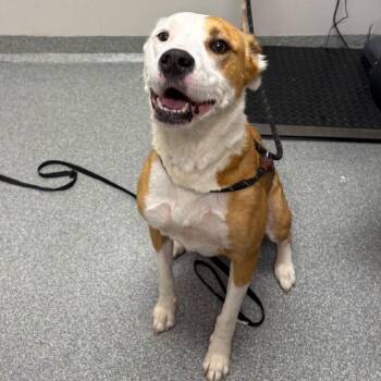 Memphis -  Mixed Breed Dog for Adoption in Batavia, Ohio - Memphis | PetCurious