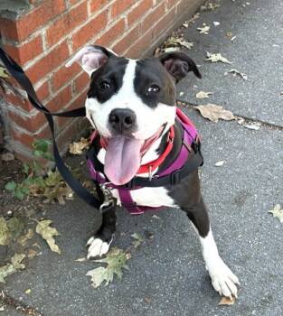 Rescue Mixed Breed Dogs for Adoption in West Chester, Pennsylvania - Diamond | PetCurious