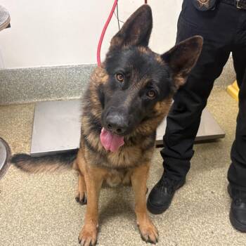 IVHS-Stray-139850 -  German Shepherd Dog Dog for Adoption in San Gabriel, California - IVHS-Stray-139850 | PetCurious