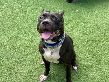 Rescue Pit Bull Terrier Dogs for Adoption in Tustin, California - KATHY | PetCurious