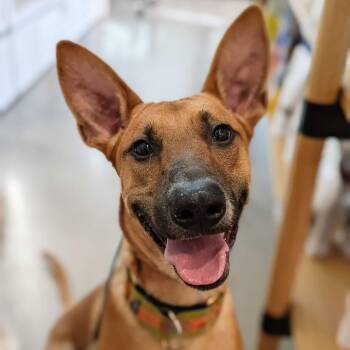Mongo -  Belgian Shepherd Malinois and Australian Cattle Dog Blue Heeler Dog for Adoption in Pflugerville, Texas - Mongo | PetCurious