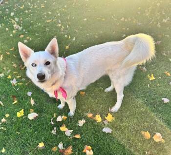 Rescue Husky Dogs for Adoption in Gainesville, Virginia - Cookie | PetCurious