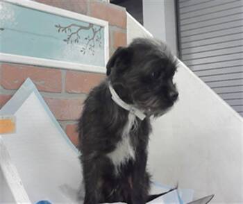 Pug and Mixed Breed Dogs Available for Adoption - A2063294 | PetCurious