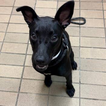 Malia -  Labrador Retriever Dog for Adoption in Birmingham, Alabama - Malia | PetCurious